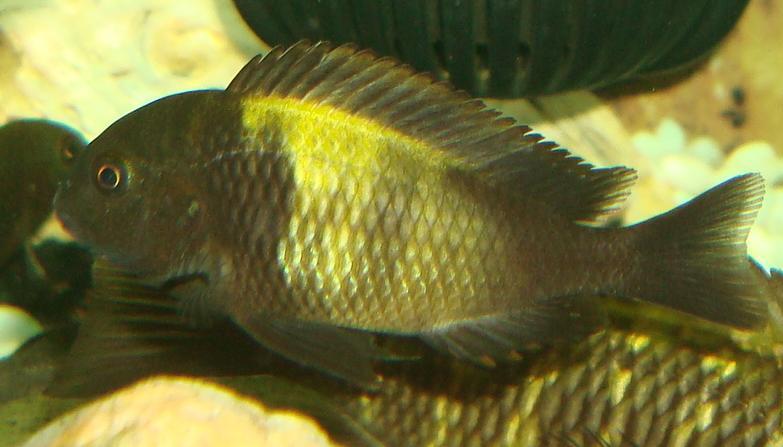 Tropheus sp. Ikola