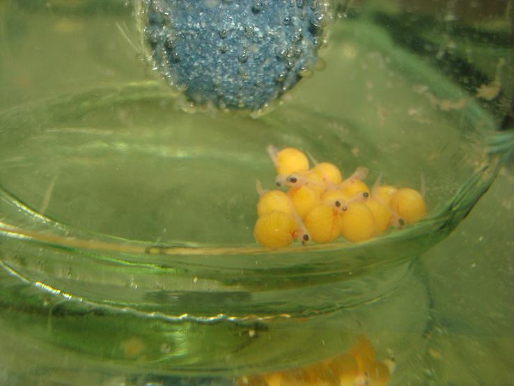  Tropheus Moorii Murago