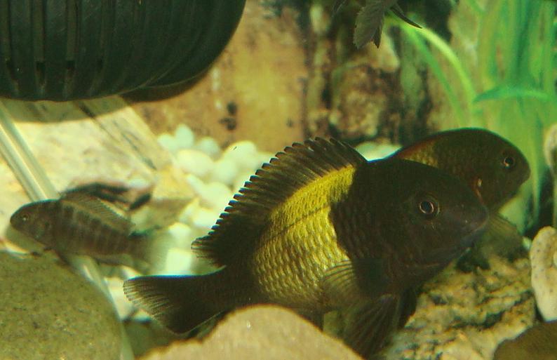 Tropheus sp. Ikola
