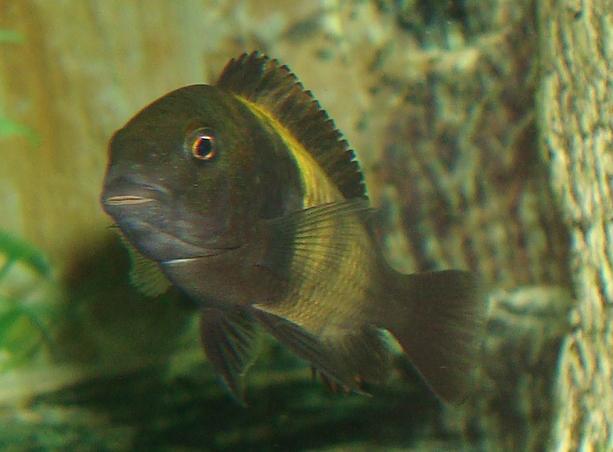Tropheus sp. Ikola