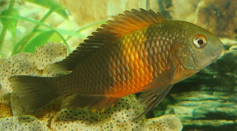 Tropheus sp. Bemba