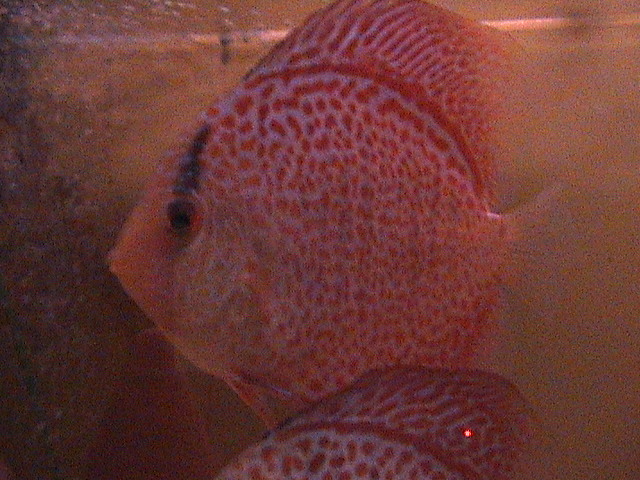 Red Leo Snake Skin-Oriental Dream