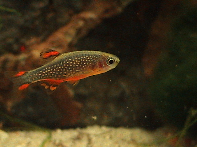 Microrasbora Galaxy