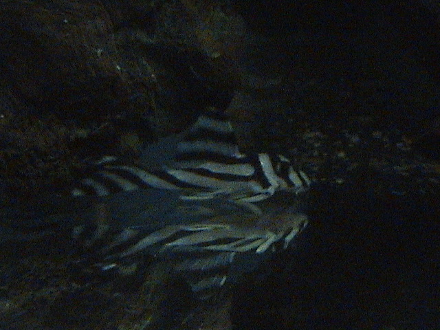 Hypancitrus Zebra