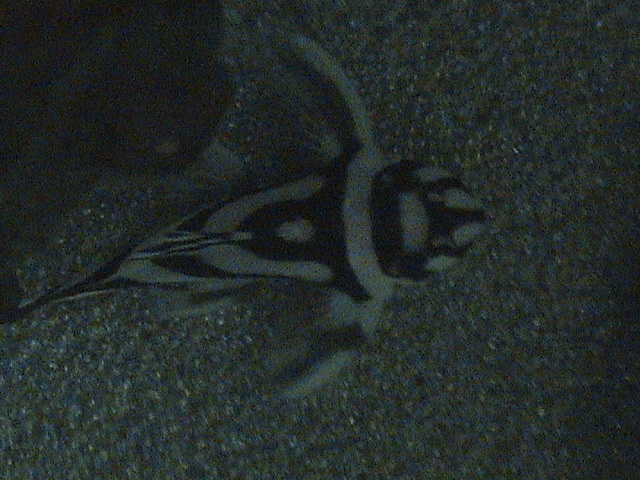 Hypancitrus Zebra