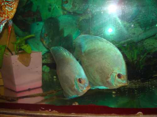 discus