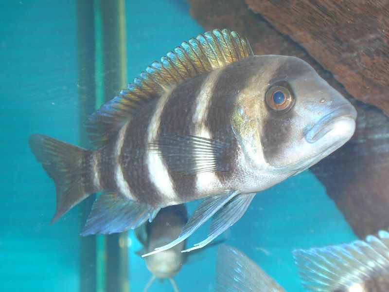 Cyphotilapia frontosa