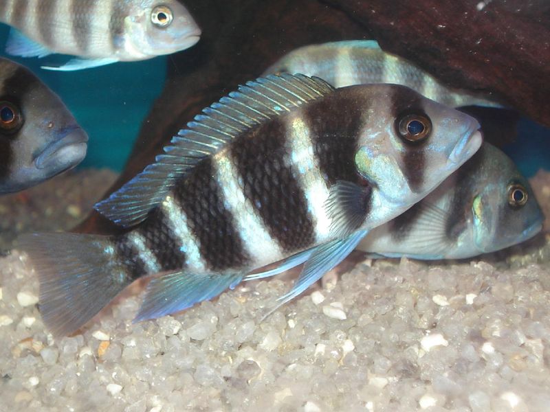 Cyphotilapia frontosa