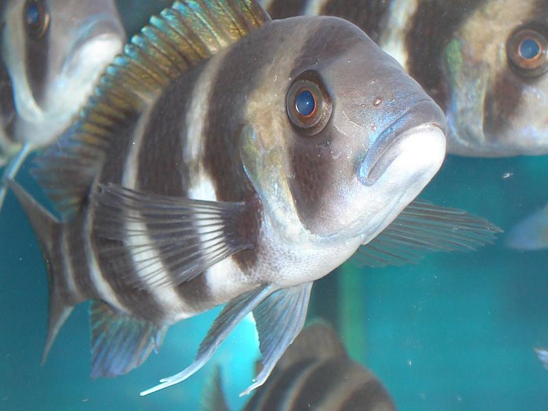 Cyphotilapia frontosa