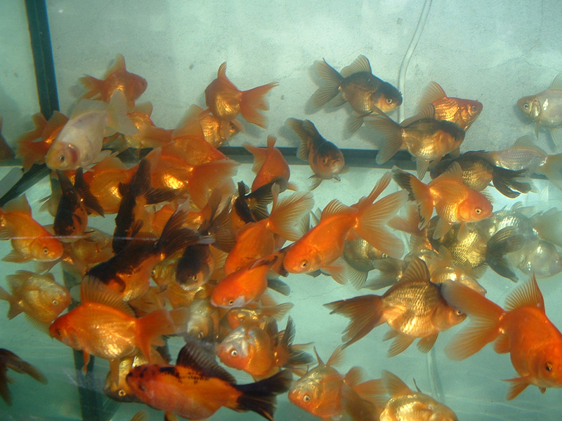 ����� �� �� 15-20 ������!