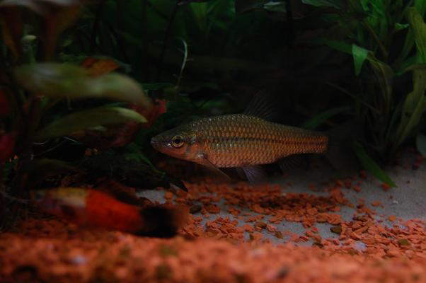 neopoznannaya