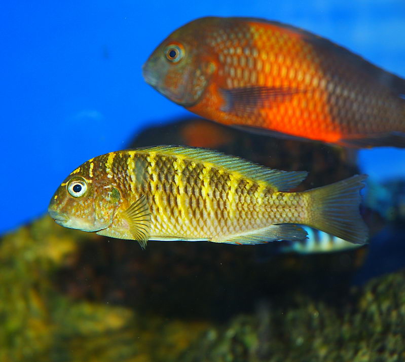 Tropheus moori "Murago"