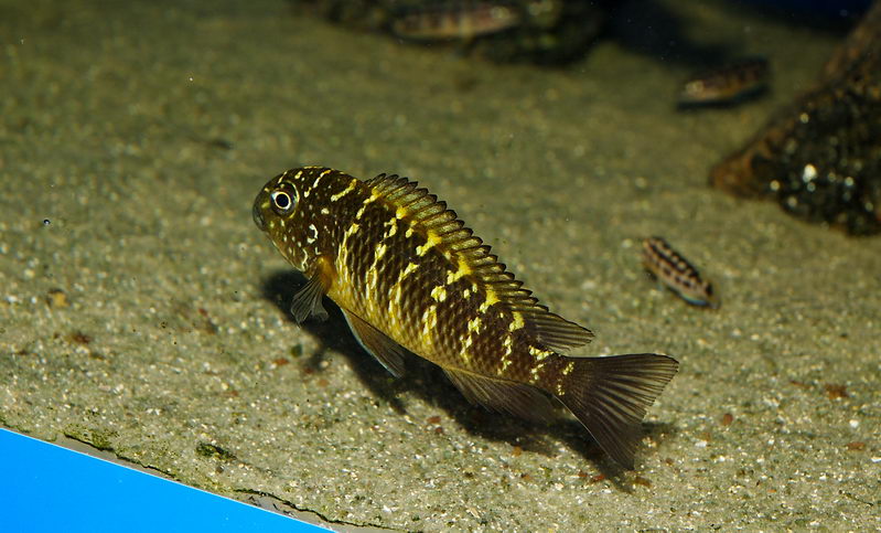 Tropheus moori "Murago" female