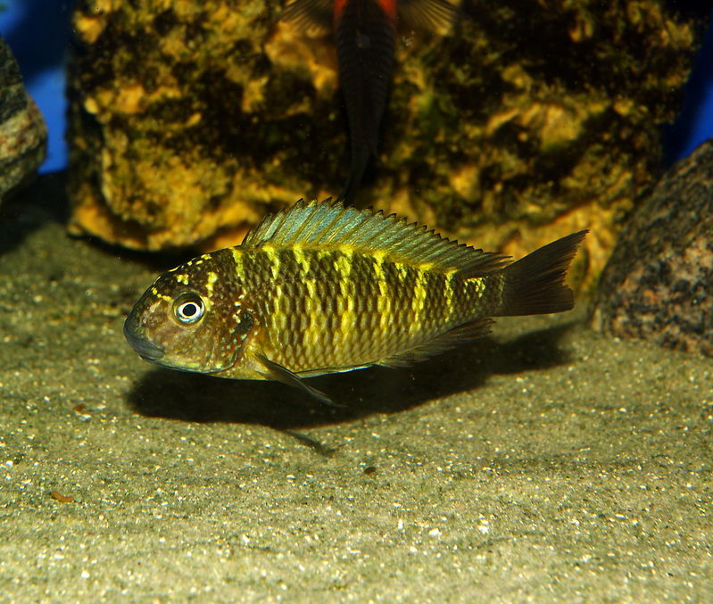 Tropheus moori "Murago"