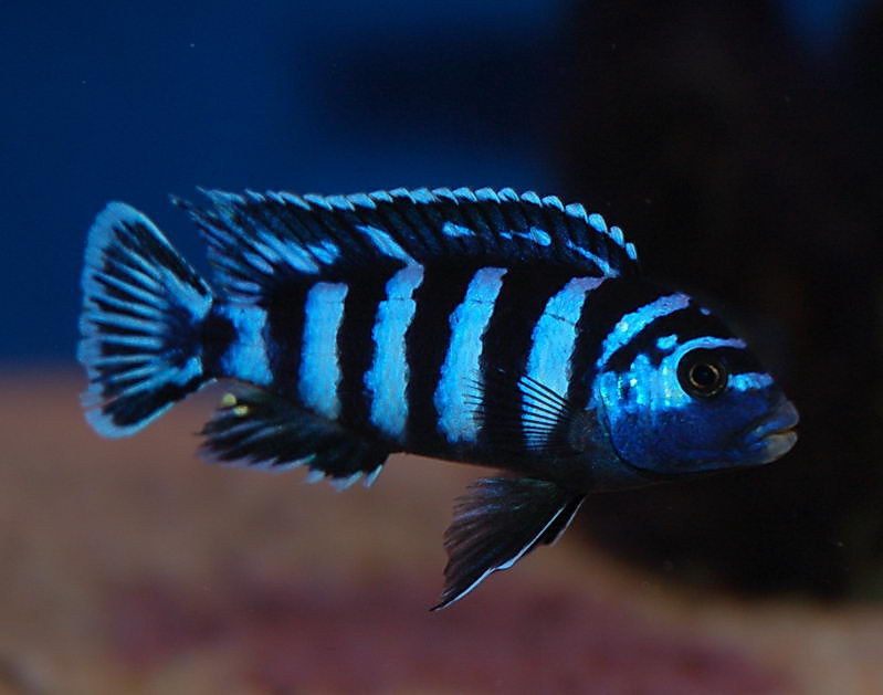 demasoni1