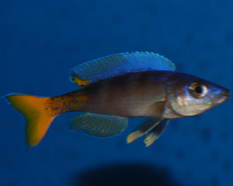 Cypro