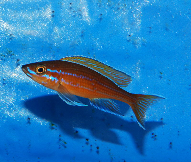 Paracyprohromis