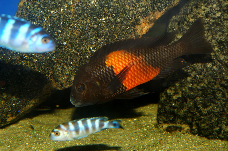 Tropheus sp. black