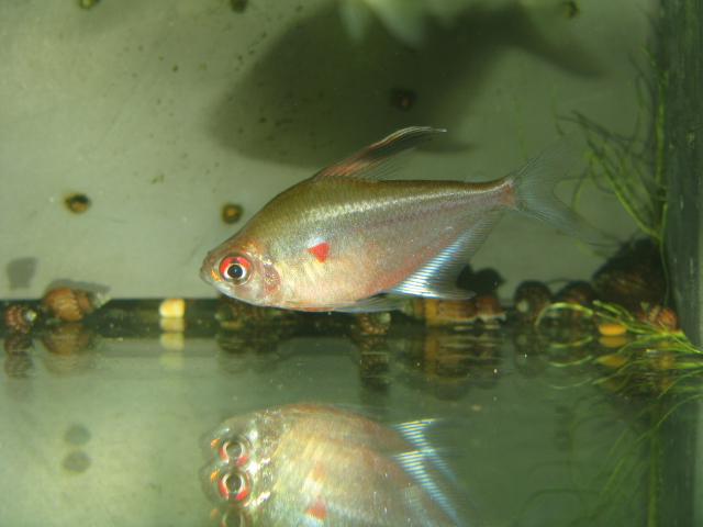 Hyphessobrycon rubrostigma