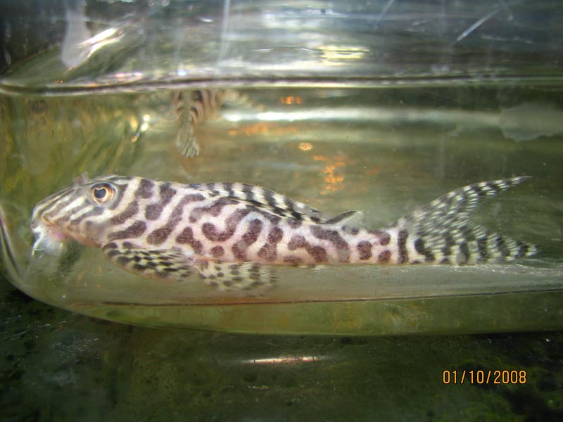 Hypancistrus sp.