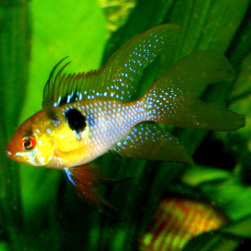 Papiliochromis ramirezi