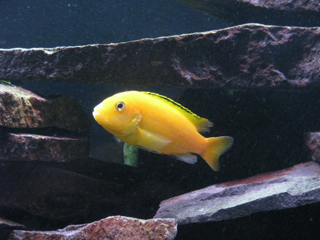 Labidochromis caeruleus 'yellow'