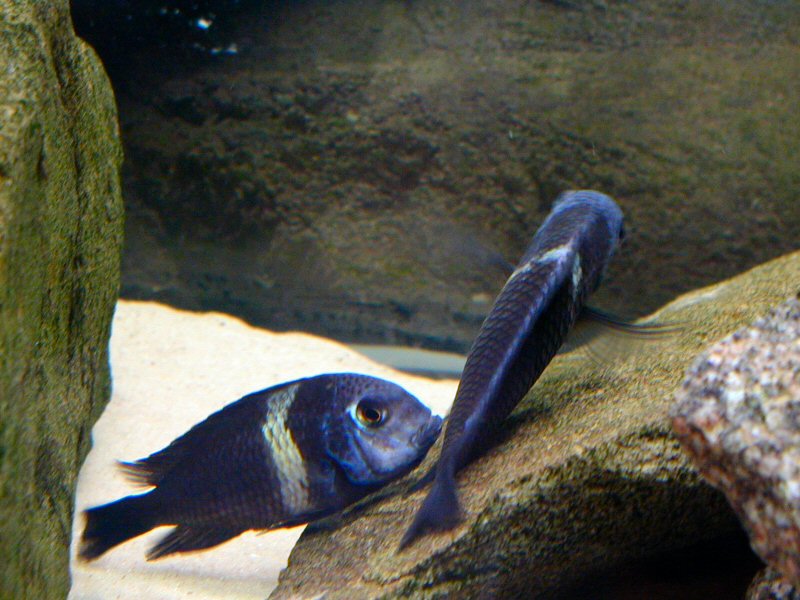  Tropheus duboisi