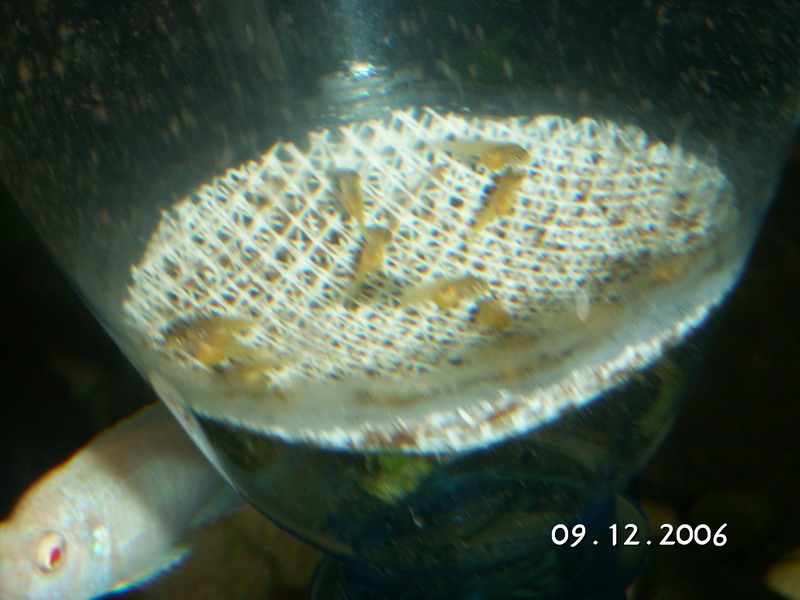 16- 
