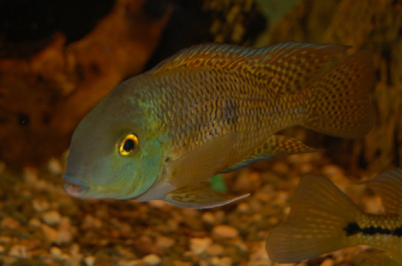 �������������� �������