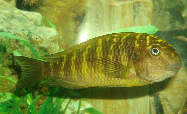 Tropheus Morii Murago