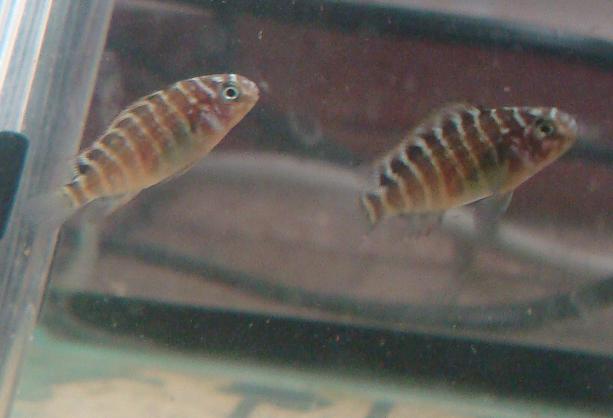 Tropheus Moorii Murago