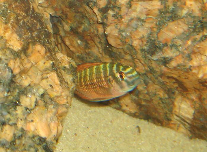 Tropheus Moorii Chimba