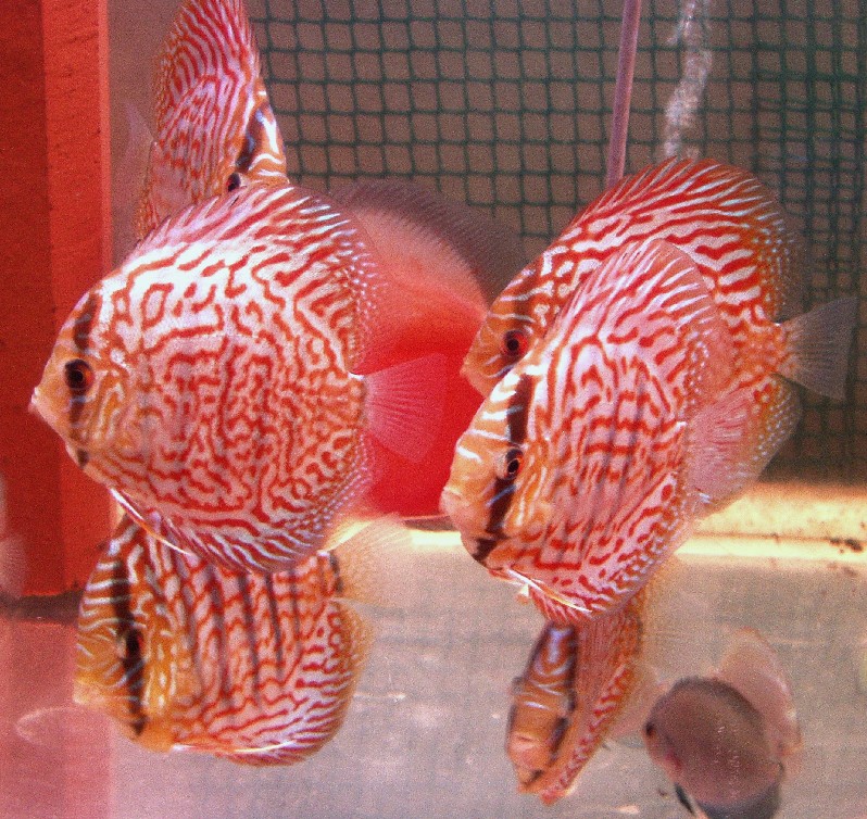 Red Royal discus