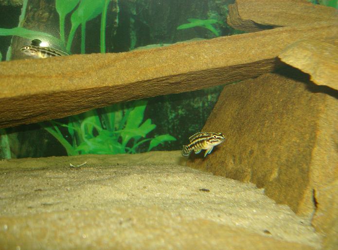 Julidochromis marlieri mag