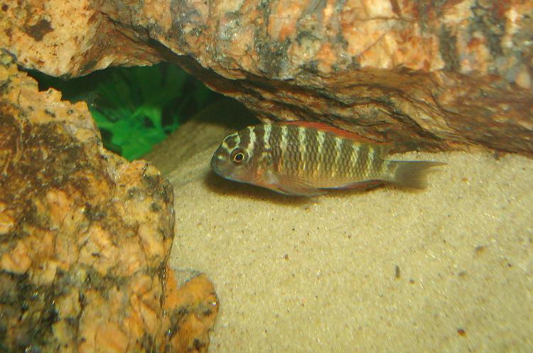 Tropheus Moorii Chimba