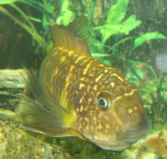 Tropheus Morii Murago