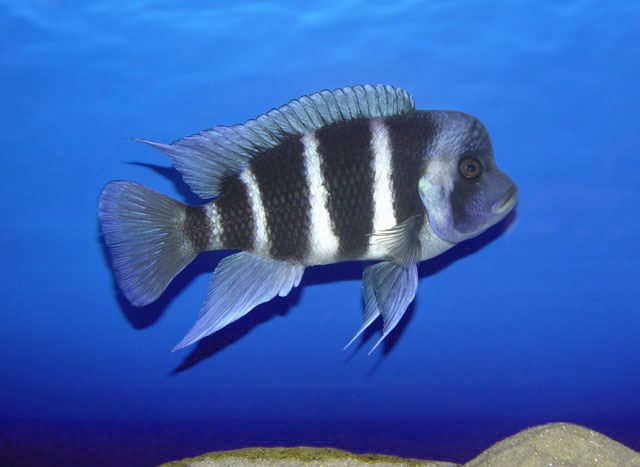 Cyphotilapia frontosa "Blue Mpimbwe"