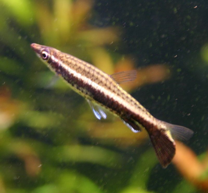 pecilobrycon