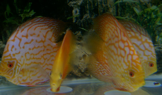 ���������� �����