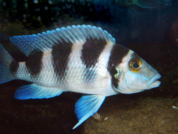 Neolamprologus tretocephalus