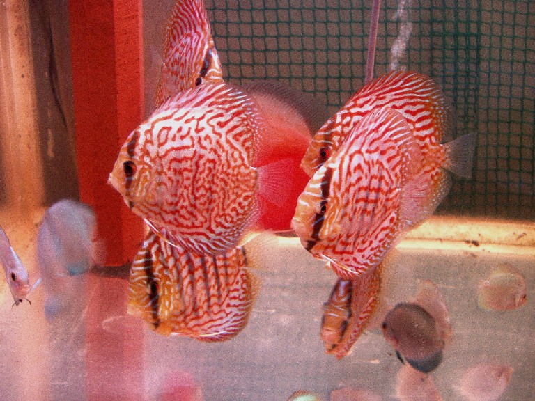 Red-Royal discus