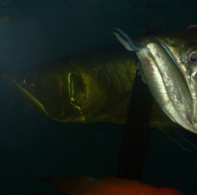 arowana