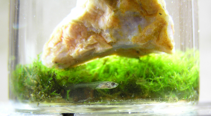 ������������� ���� Fundulopanchax gardneri nigerianus. ����� �������� 5 ��.