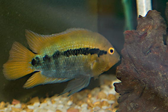 Herotilapia multispinosa-4