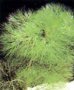 C aquatica