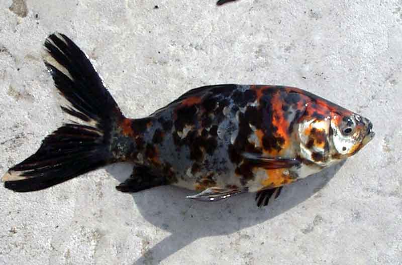 fish1