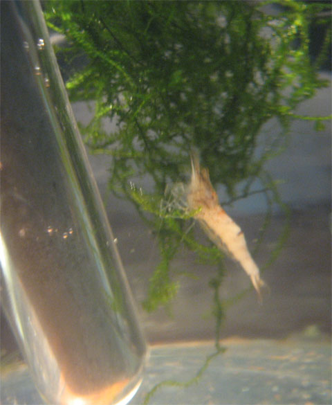 C. cf. orange 