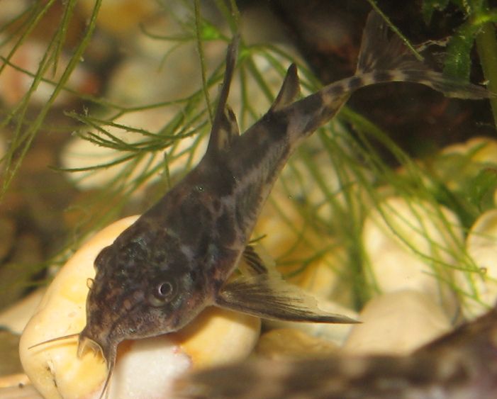 ����� ���������