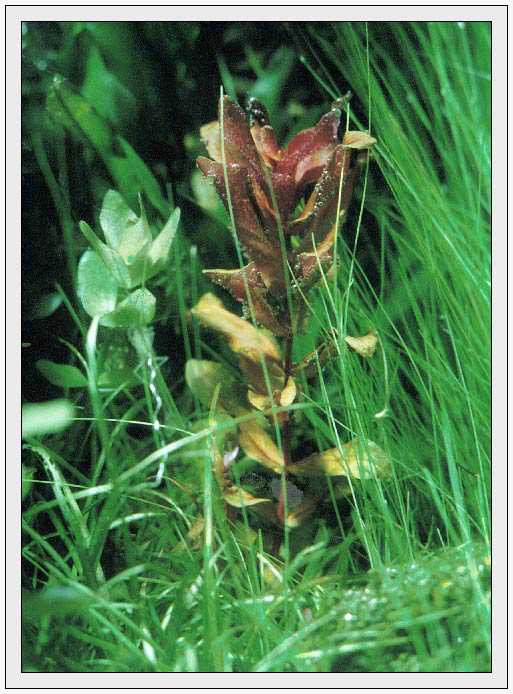 Rotala macrantha
