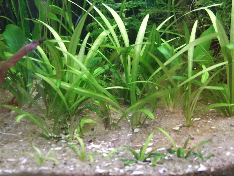 Echinodorus quadricostatus